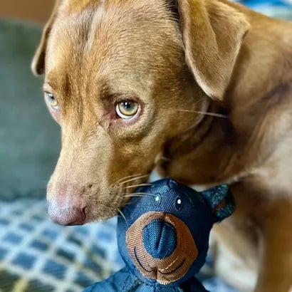 Durable Dog Chew Toy – Withstands Heavy Chewing